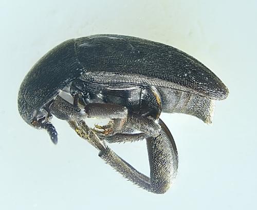 Réf. 355 017 : Ptomaphagus sp.
